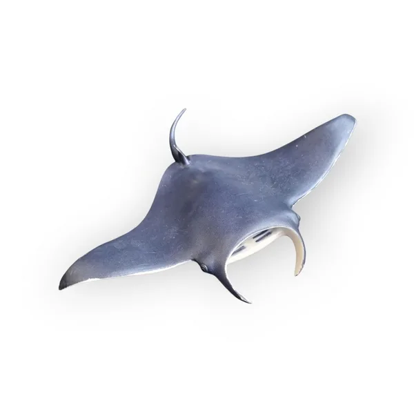 Figurine Raie manta Papo